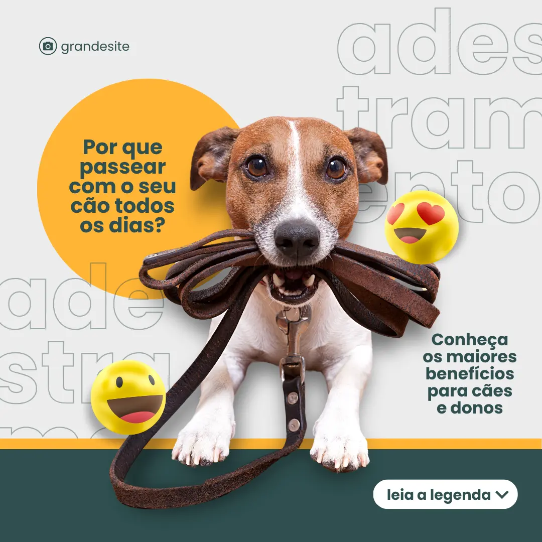 Por que passear com o seu cão todos os dias?