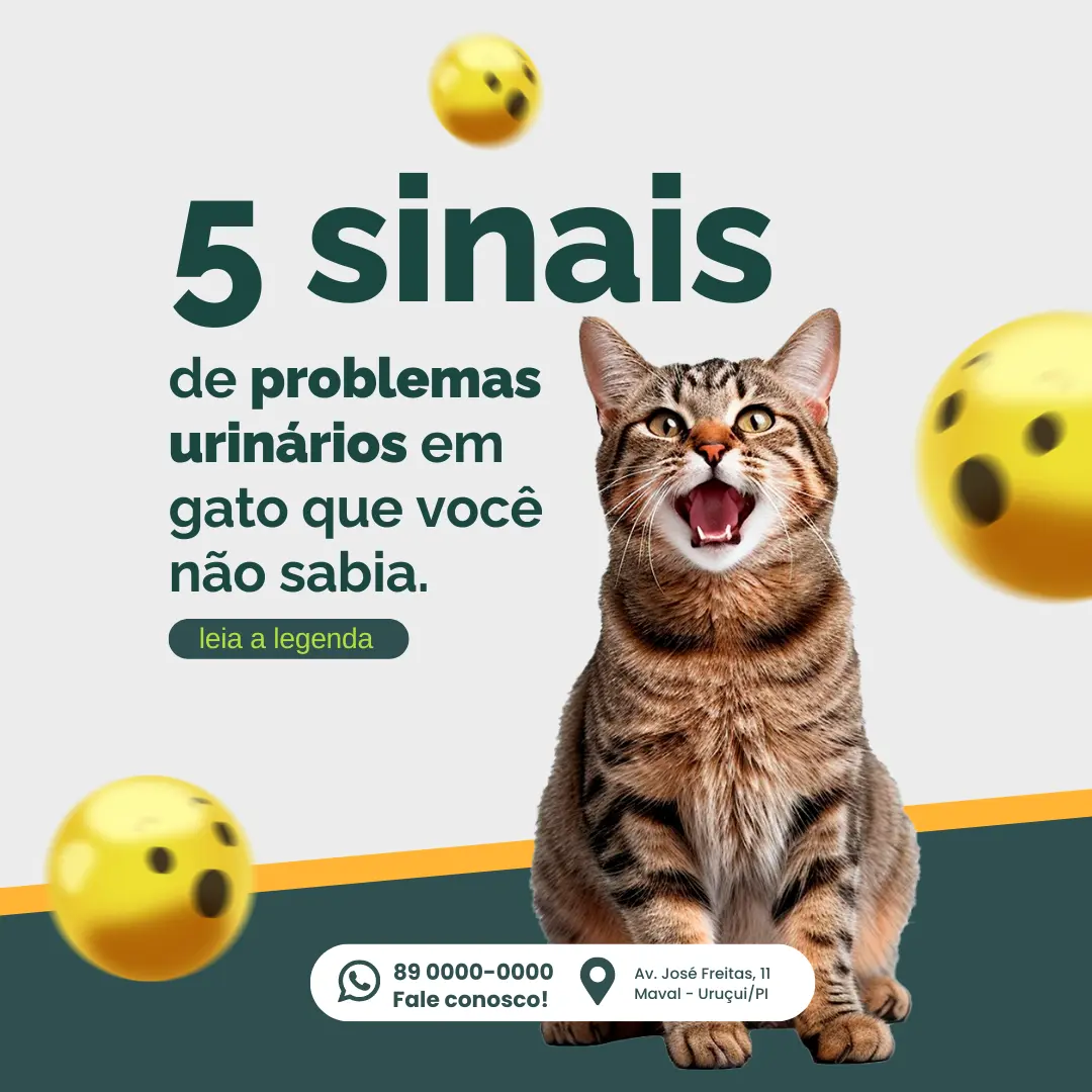 5 sinais de problemas urinários em gato que você não sabia